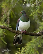 Kereru - New Zealand Pigeon