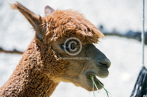 Llama