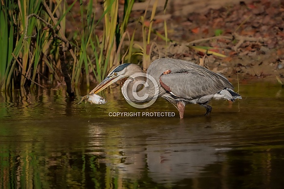 Great Blue Heron