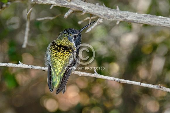 Hummingbird Hummingbird
