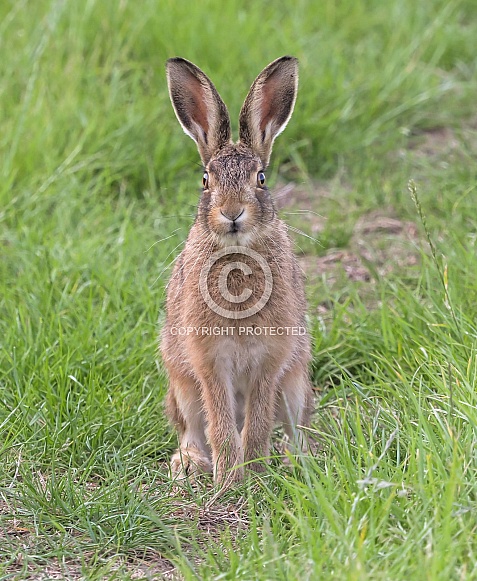 Brown Hare