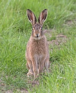 Brown Hare