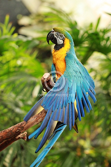 Blue and Gold Macaw Blue and Gold Macaw