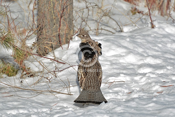 Ruffed Grouse Ruffed Grouse