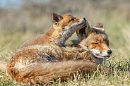 Red fox cubs