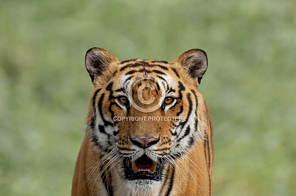 Bengal Tiger