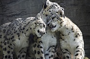 Family Bonding. Snow Leopards