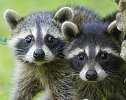 Raccoons