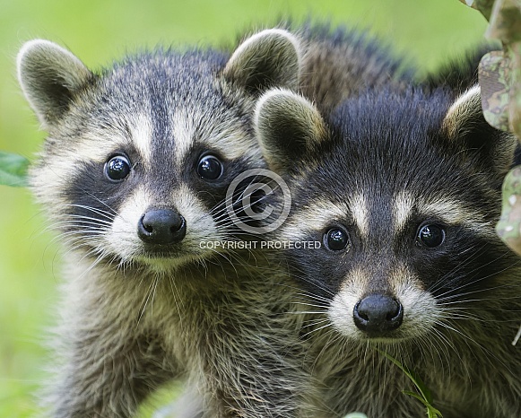 Raccoons