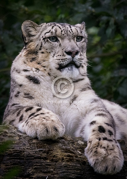Snow Leopard Snow Leopard