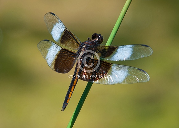 Widow Skimmer Widow Skimmer