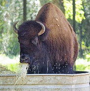 American Bison