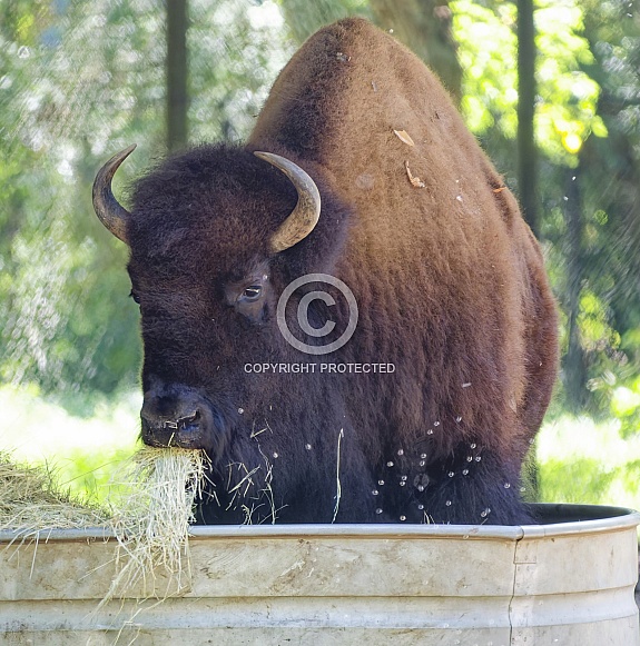 American Bison