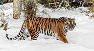 Siberian Tiger-Stroll in the Snow