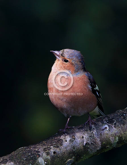 Chaffinch