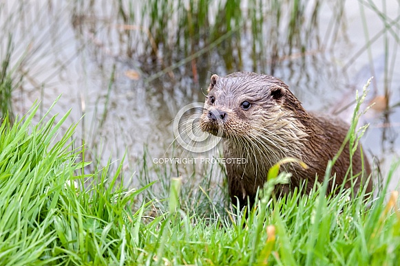 River Otter