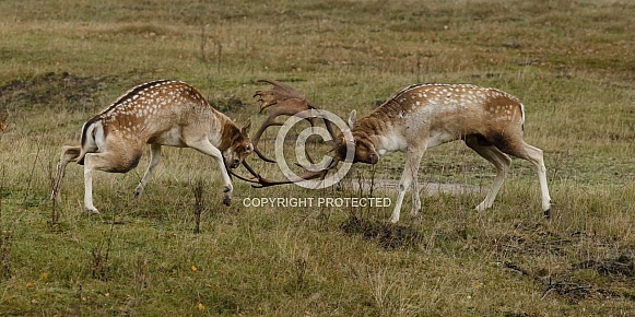 Fallow deer Fallow deer