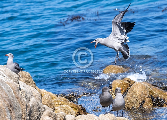 Sea gull with his mouth open coming in for a landing