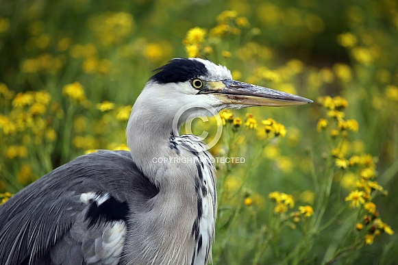 Grey Heron (Ardea Cinerea)