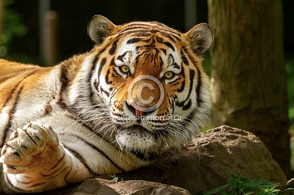 Bengal tiger