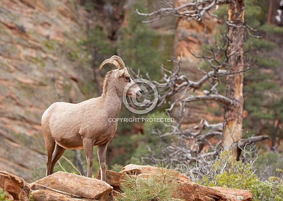 Desert big horned sheep, Ovis canadensis nelsoni