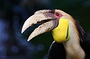 Wreathed hornbill (Rhyticeros undulatus).