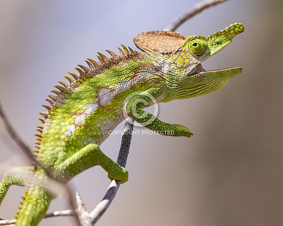 Antimena Chameleon