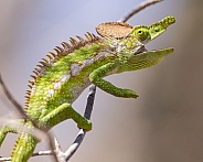 Antimena Chameleon