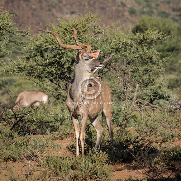 Kudu Bull Kudu Bull