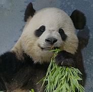 Giant Panda