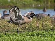 Sandhill Crane Stretching or Flapping Wings