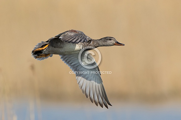 Gadwall