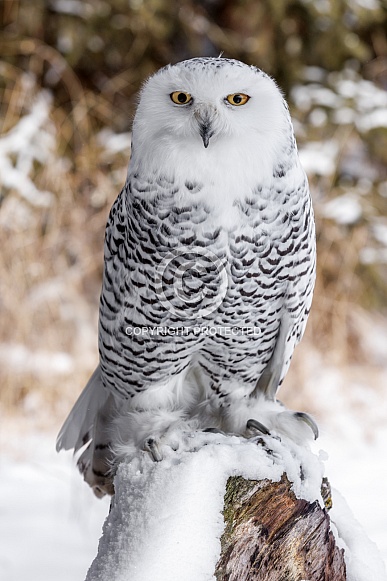 Snowy Owl