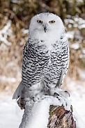 Snowy Owl