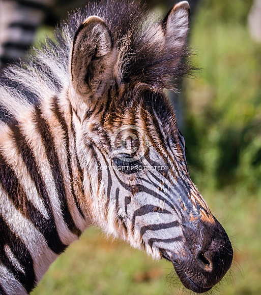 Burchell's Zebra Foal