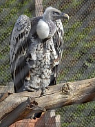 Ruppells Griffon Vulture