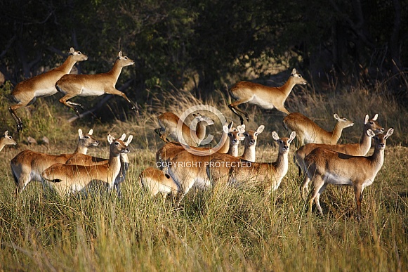 Red Lechwe - Okavango Delta - Botswana
