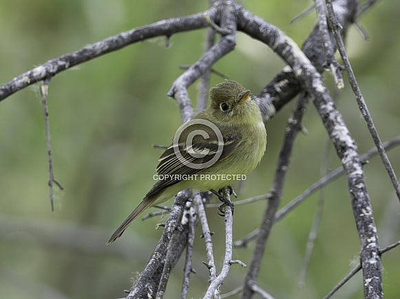 Pacific coast Flycatcher also known as Western Flycatcher