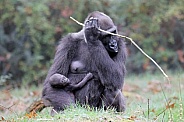 Western Lowland Gorilla (Gorilla Gorilla Gorilla)