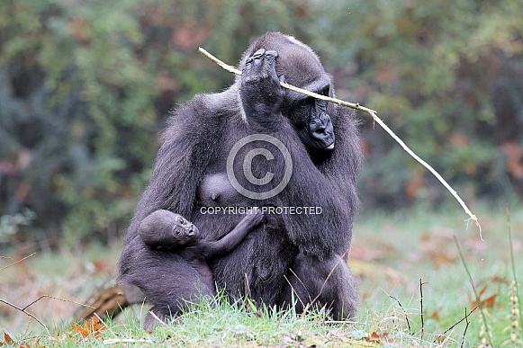 Western Lowland Gorilla (Gorilla Gorilla Gorilla)