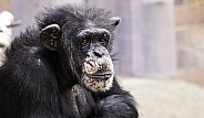 Chimpanzee Head On Arms Sitting
