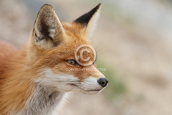 Red fox and cubs Red fox and cubs