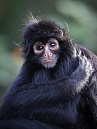 Colombian spider monkey (Ateles fusciceps rufiventris)