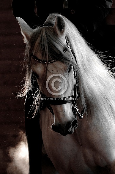 Andalusian Horse--Grace and Beauty