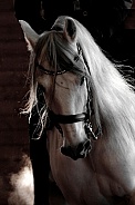 Andalusian Horse--Grace and Beauty