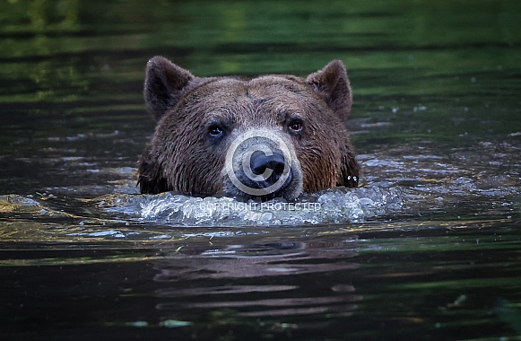Grizzly Bear