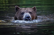 Grizzly Bear
