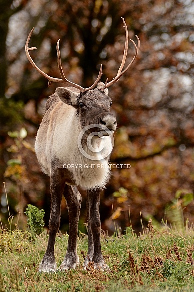Caribou (Reindeer) Caribou (Reindeer)