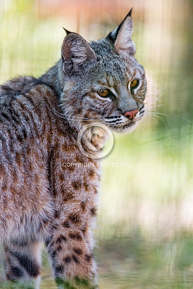 Bobcat