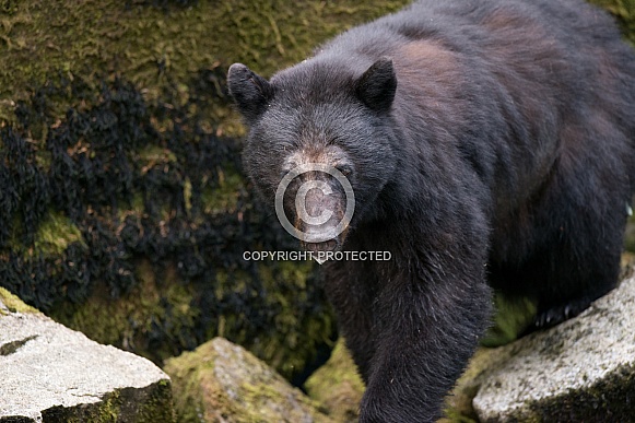 Black Bear (wild) Black Bear (wild)
